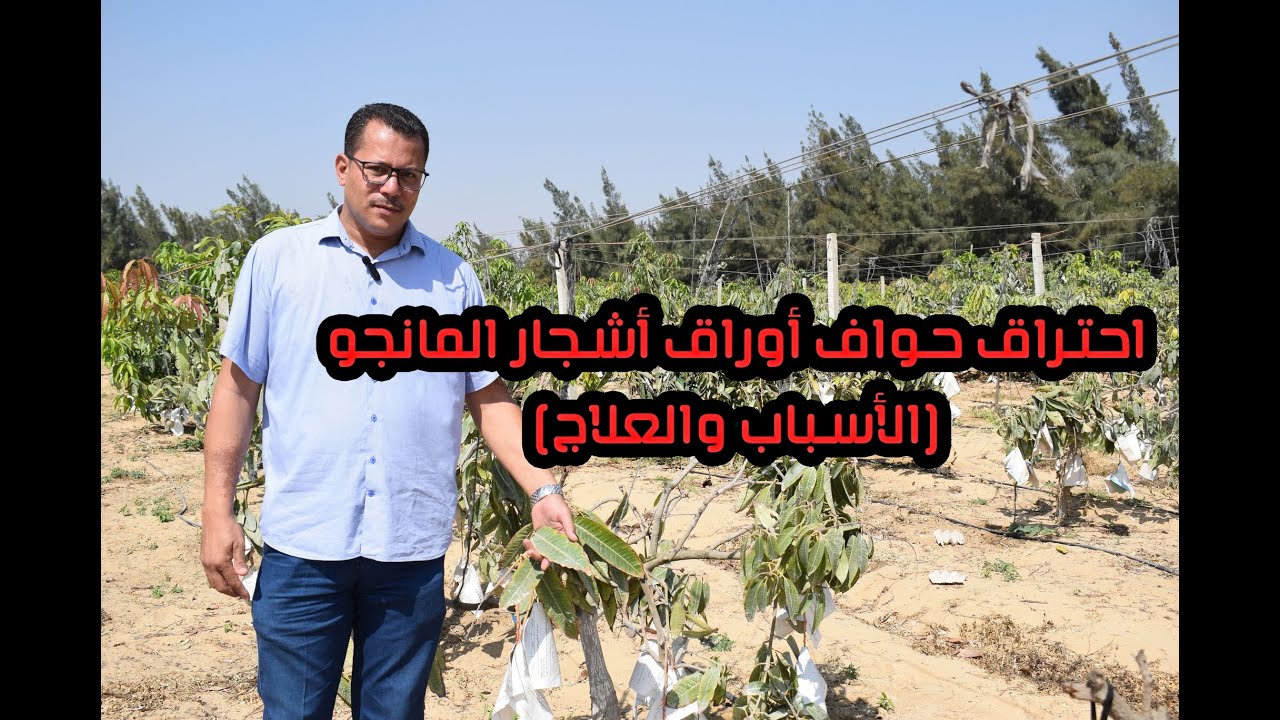 احتراق حواف أوراق أشجار المانجو (الأسباب والعلاج)