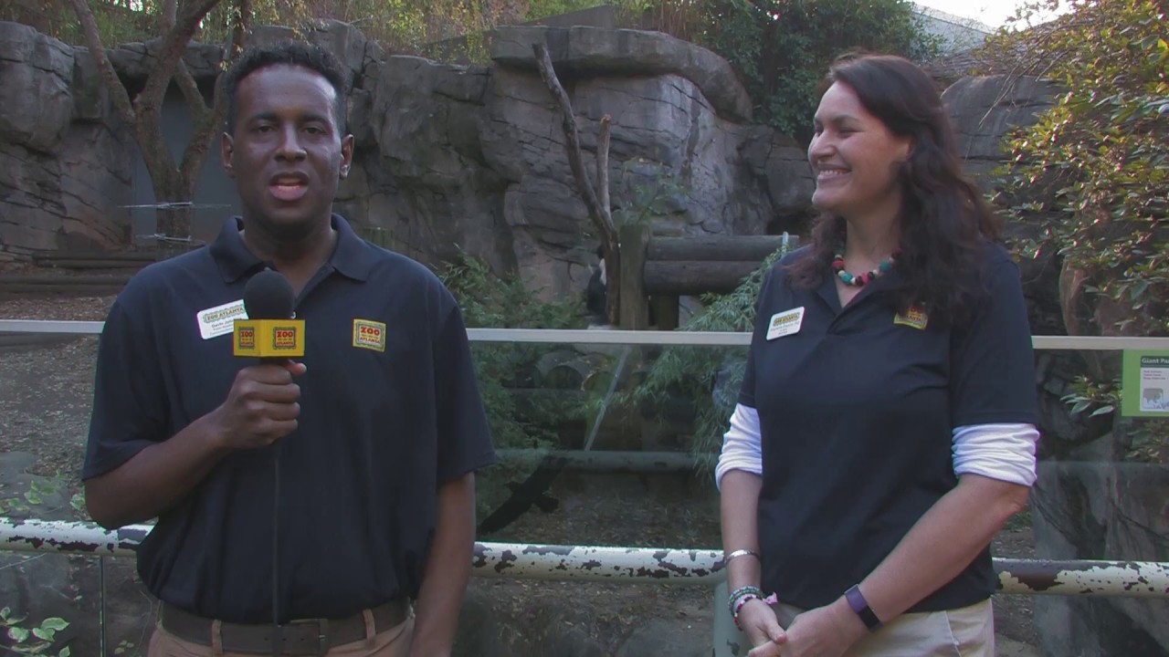 #AskZooATL - Ep. 1.23: Do the panda keepers communicate/collaborate with other zoos?