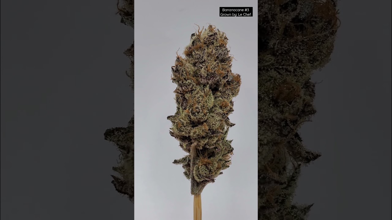Bananacane #3
