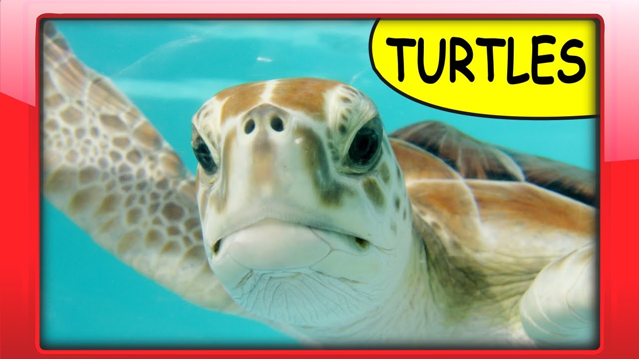 TURTLE FACTS for Preschoolers - Fun Educational Video about Turtles for Kids, Toddlers