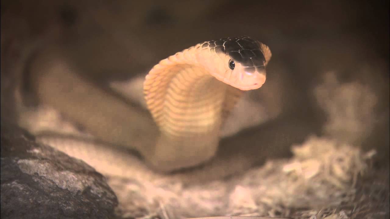 Cobra Does What Cobras Do