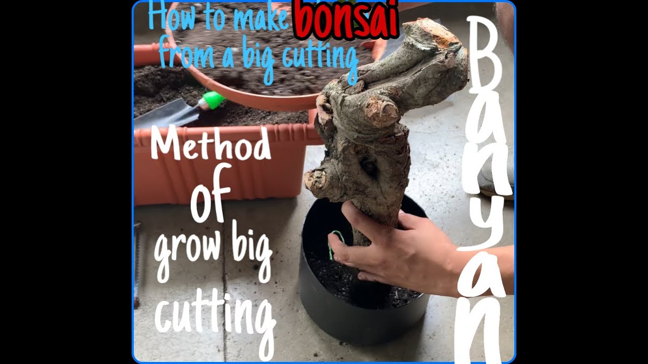 banyan bonsai from a big cutting