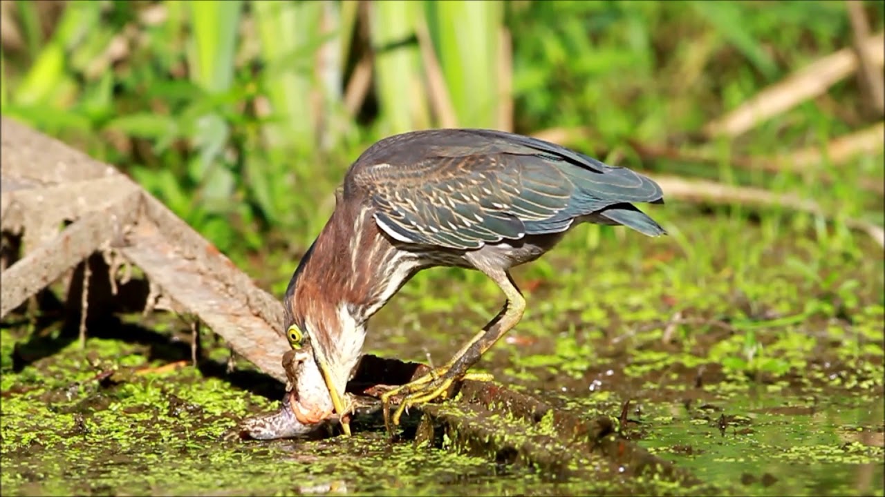 Green Heron