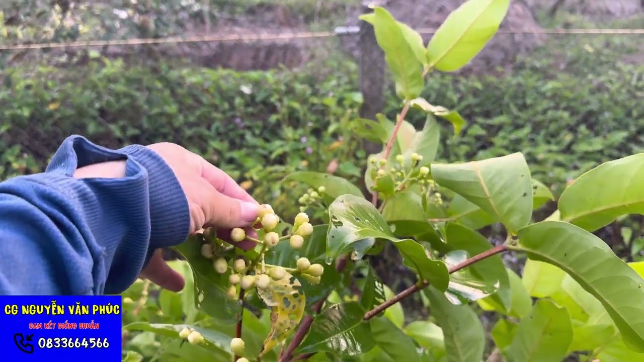 Thăm vườn mận xưa cây lỡ mận hồng đào huyết xưa mận mst man xanh đường st xưa cây giống chuẩn 
