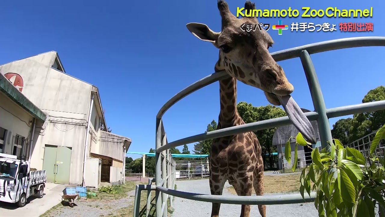【熊本市動植物園×KABくまパワ＋】特別編！キリンを間近で観察してみた（期間限定配信）