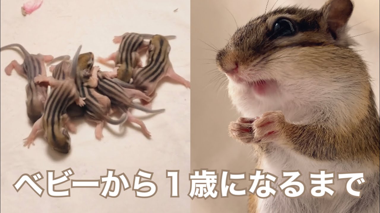シマリスのソフィー ベビーから1歳までの記録/Chipmunk growth record from baby to one year old