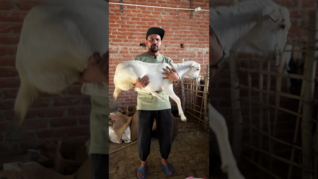 बकरा 450₹ किलो 🐐 II #sevengers #shorts
