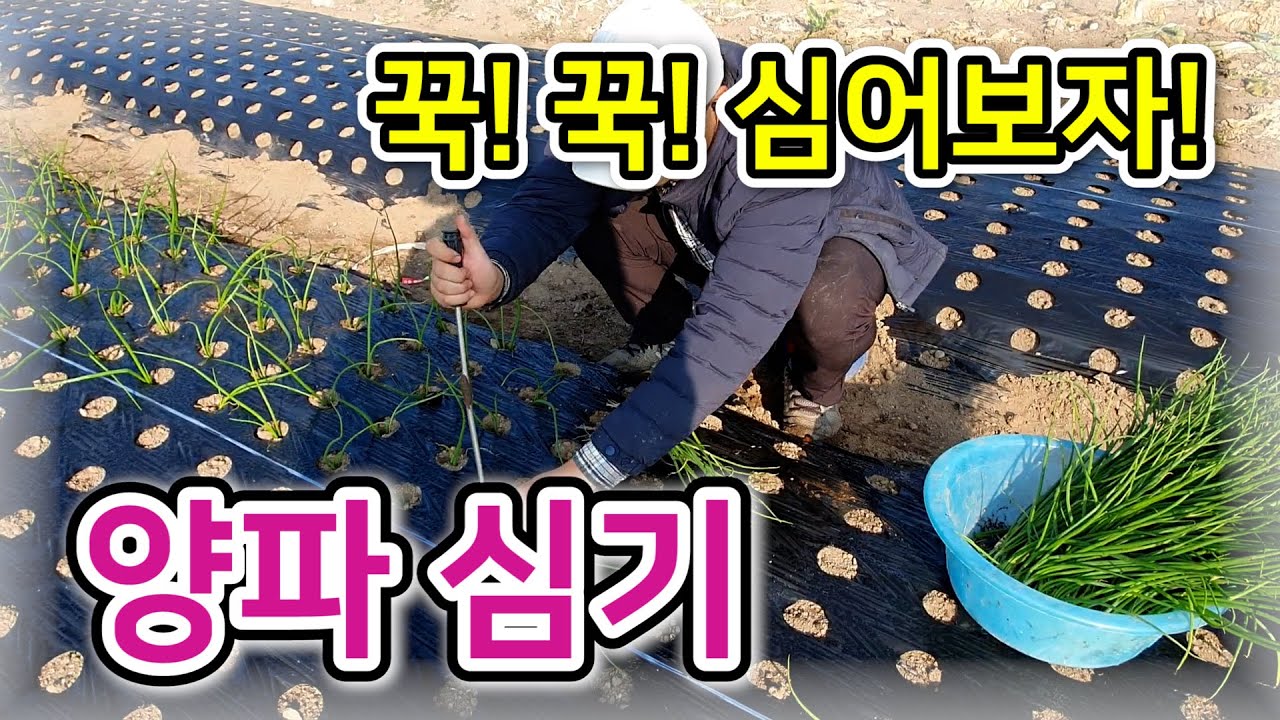 [양파] 꾹! 꾹! 심어보자! 양파 심기 / 양파 심는 방법, 심는 시기, 수확 시기, 재배 기간, 필수 농약 / 양파 70평 기대 수익은? – 농사일기