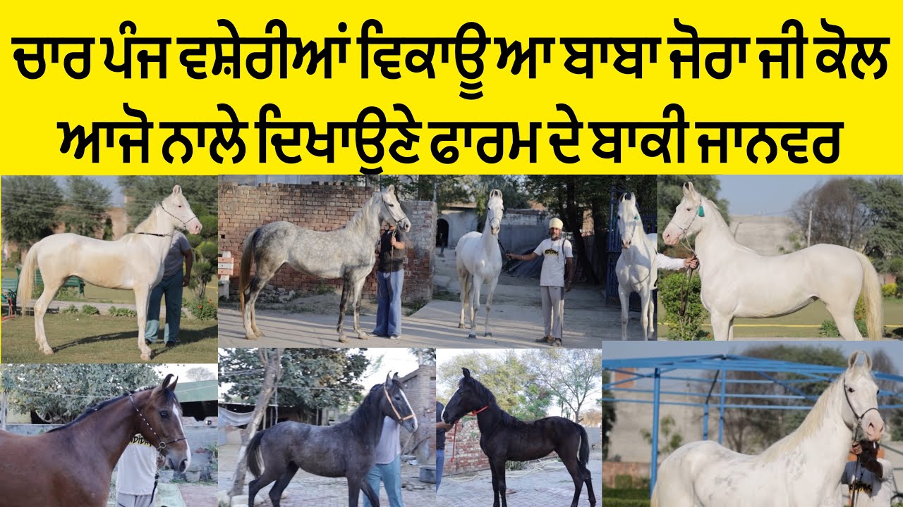 ਚਾਰ ਪੰਜ ਵਸ਼ੇਰੀਆਂ ਵਿਕਾਊ ਆ ਬਾਬਾ ਜੋਰਾ ਜੀ ਕੋਲ ਆਜੋ ਨਾਲੇ ਦਿਖਾਉਣੇ ਫਾਰਮ ਦੇ ਬਾਕੀ ਜਾਨਵਰ