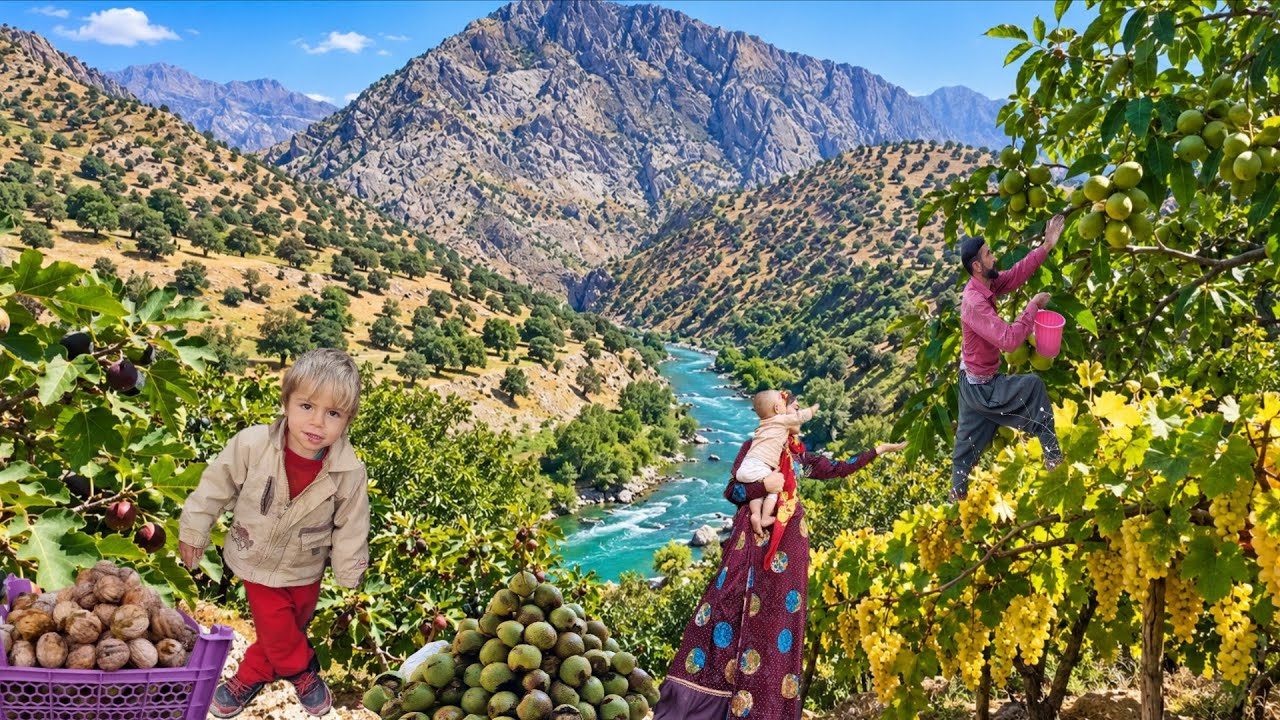🌰 Wild Food Treasures of Zagros | Harvesting Wild Walnuts with a Nomadic Family 🏔️❤️