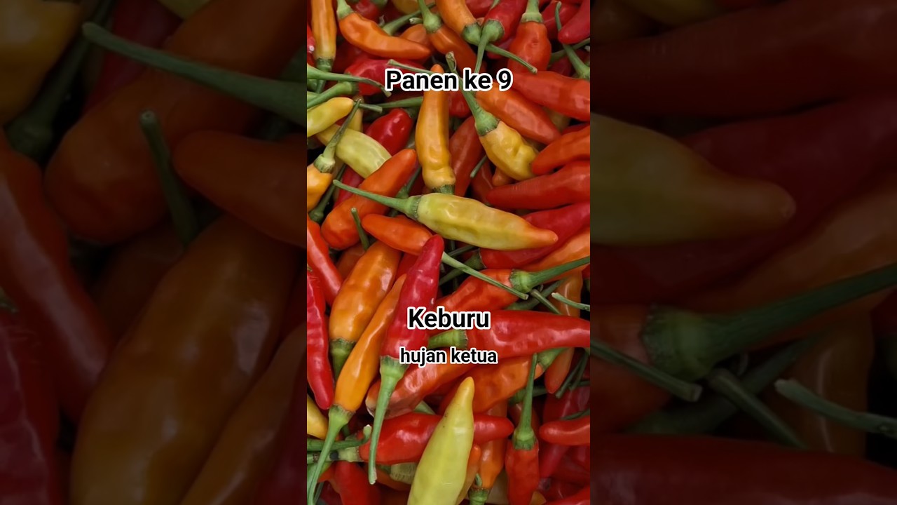 Panen ke 9 cabe varietas Sniper