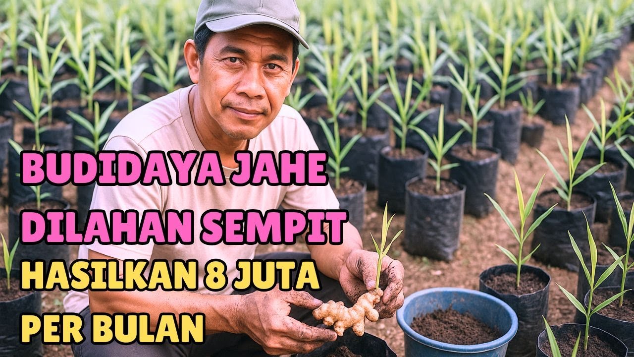 BUDIDAYA JAHE DILAHAN SEMPIT, HASILKAN 8 JUTA PER BULAN