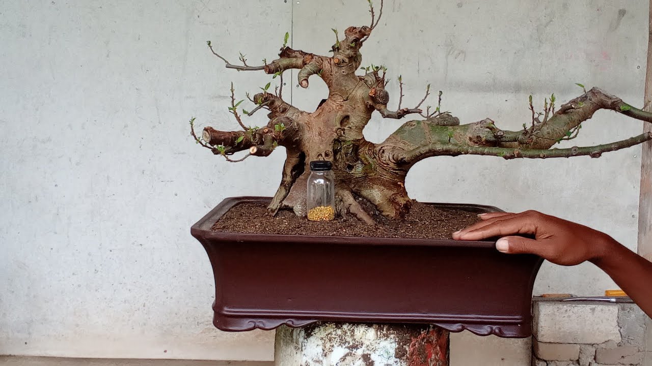 pruning bonsai loa