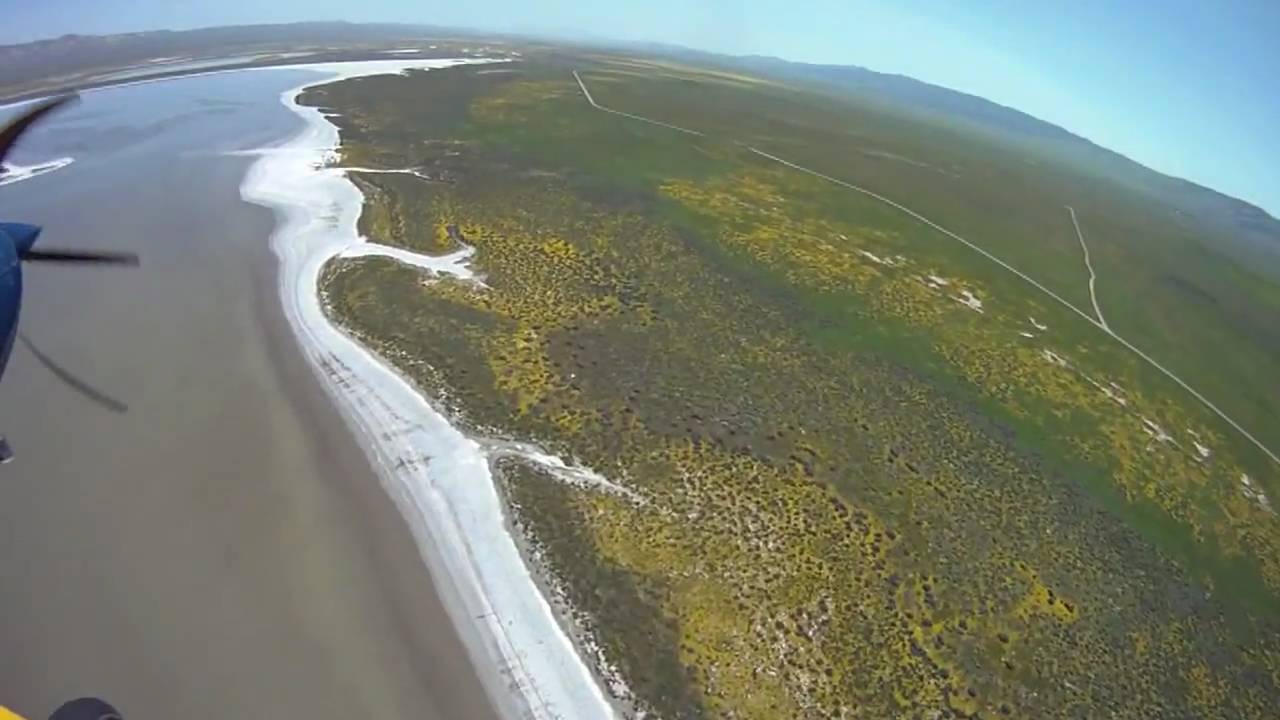 Soda Lake Wildflowers