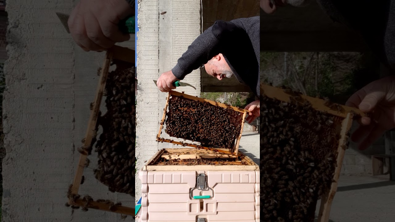 Apimaye termo kovanda arıcılık.