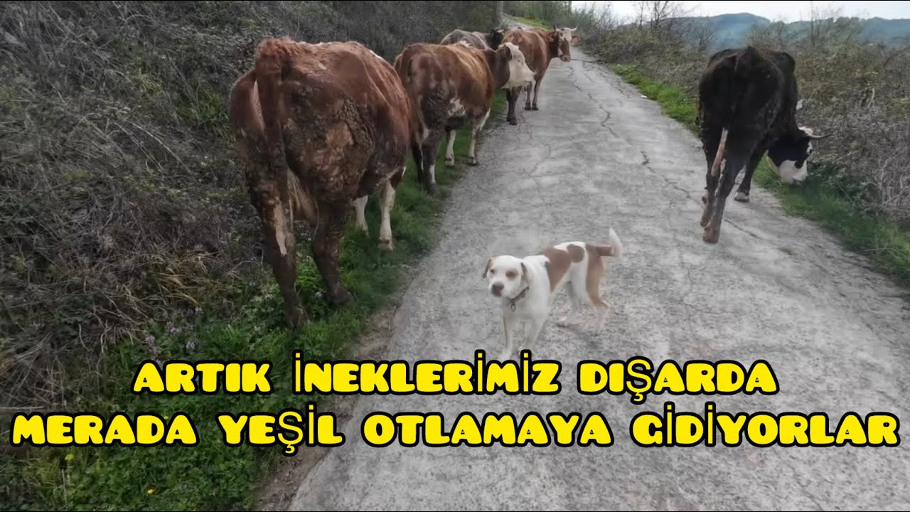 İnekleri Dışarıya Çıkarttık Artık Havalar Güzel!! Savrole İneğim Obez Olmuş :) Sevinçten Zıplıyorlar