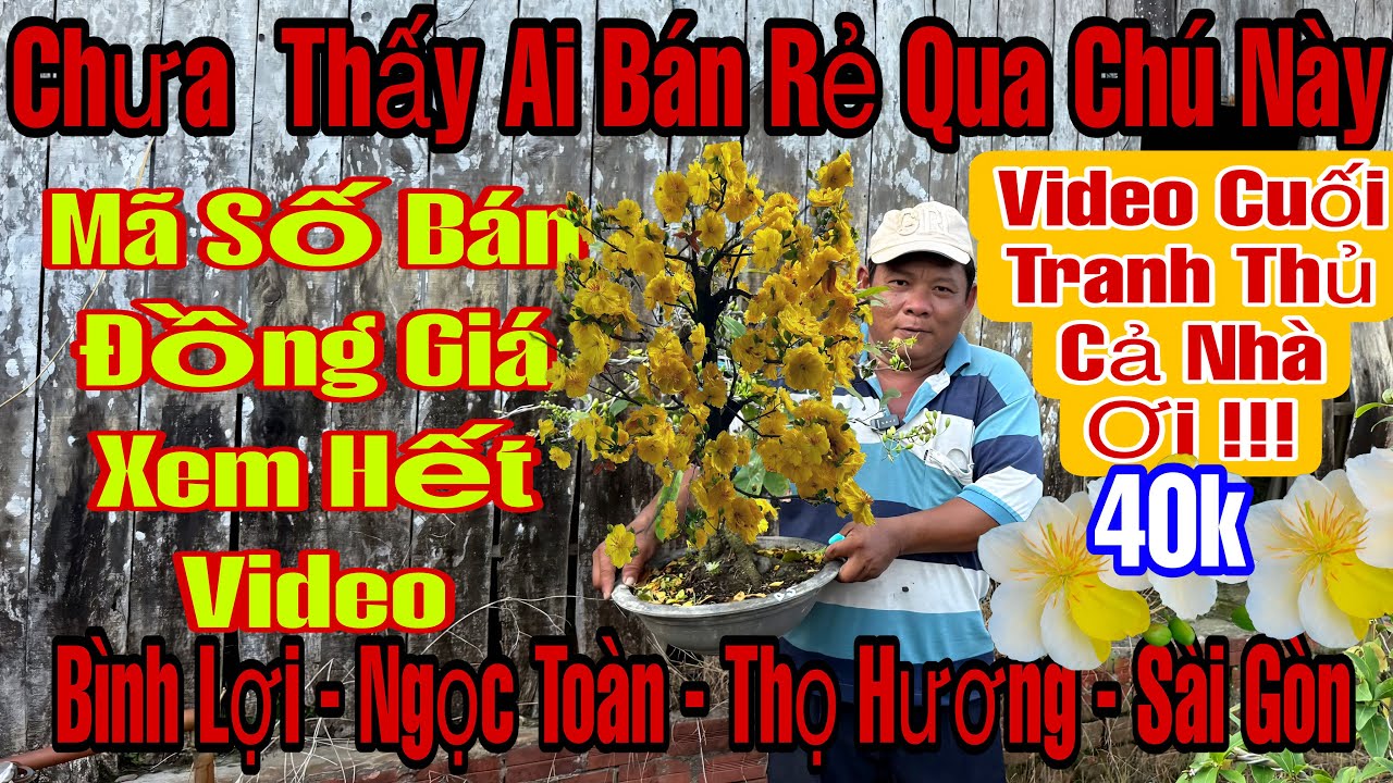 2/3☎️0394581912☎️🌲Mai Vàng Giá Rẻ🌲Siêu Bông Bình Lợi-Ngọc Toàn-Phú Tân-Sài Gòn-Cúc Thọ Hương...🌲