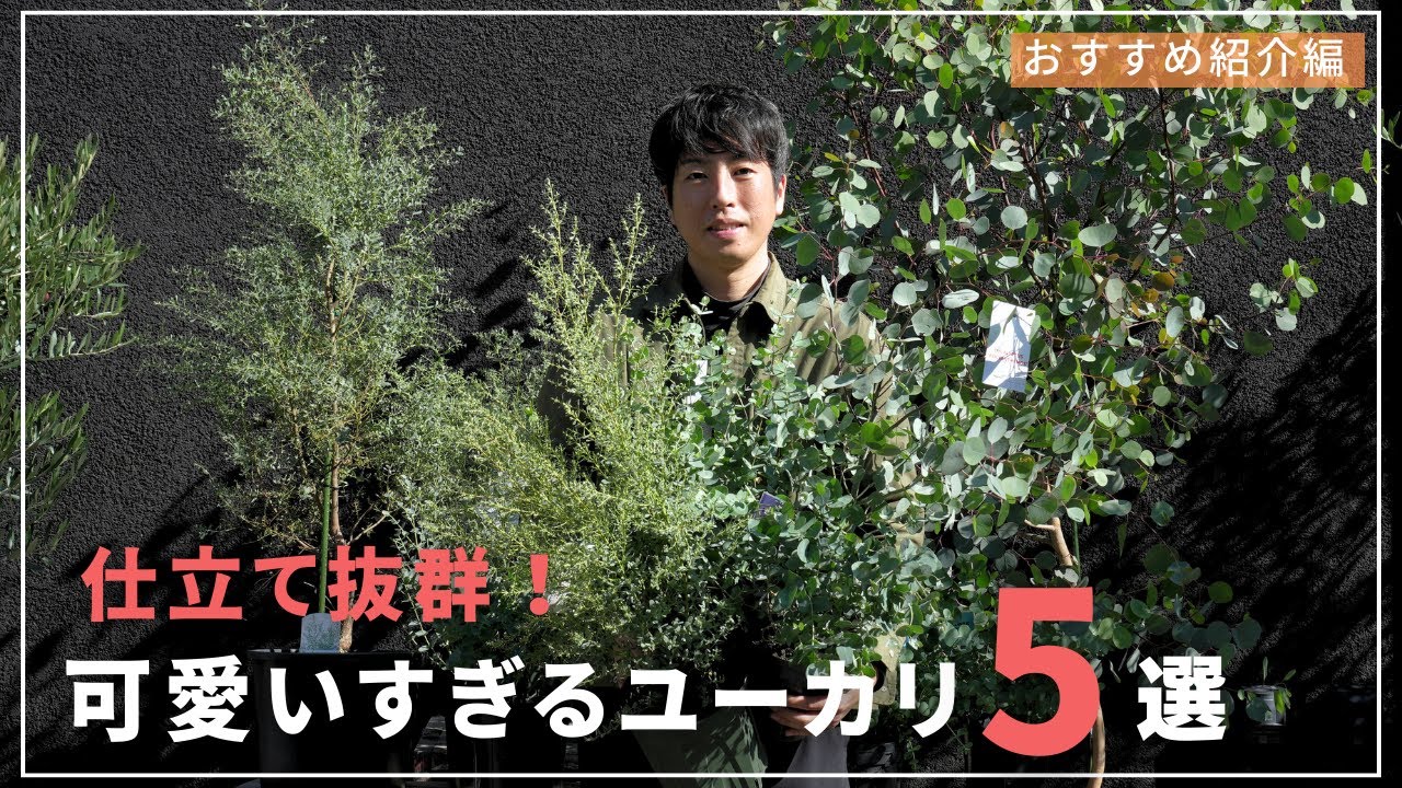 【めちゃかわ！】玄関先で飾りたくなる可愛いユーカリ5選ご紹介！