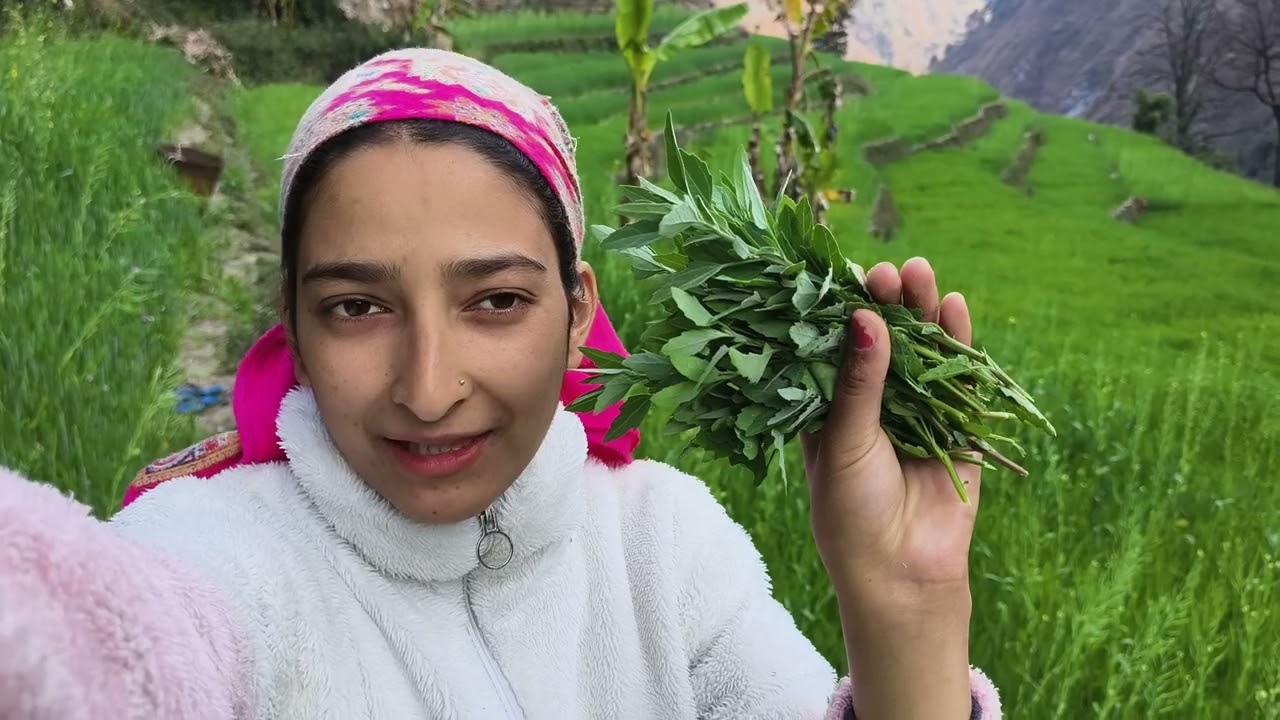 गेहूं खेत में पाया जाता है 🌿😱 पहाड़ी सब्जी खाने में बेहद स्वादिष्ट 🤤😋