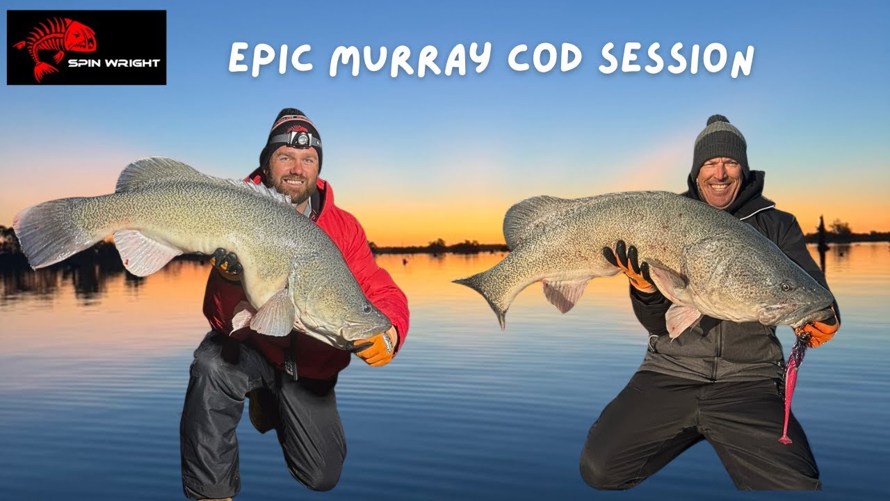 Epic Murray Cod Bites using Spinwright Lures