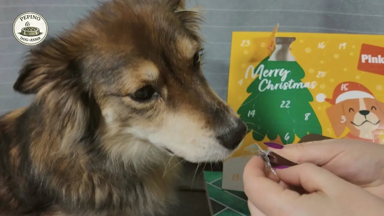 Dog Advent Calendar ASMR | Soft Unboxing & Packaging Sounds (24 Days)