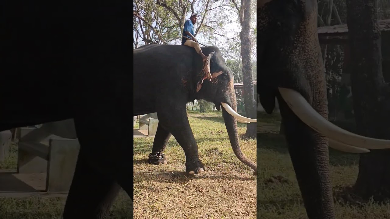 Elephant #vlog #vlogs #dailyvlog #nature #animals #coorg #wildlife #cute #shortvideo #shorts #viral