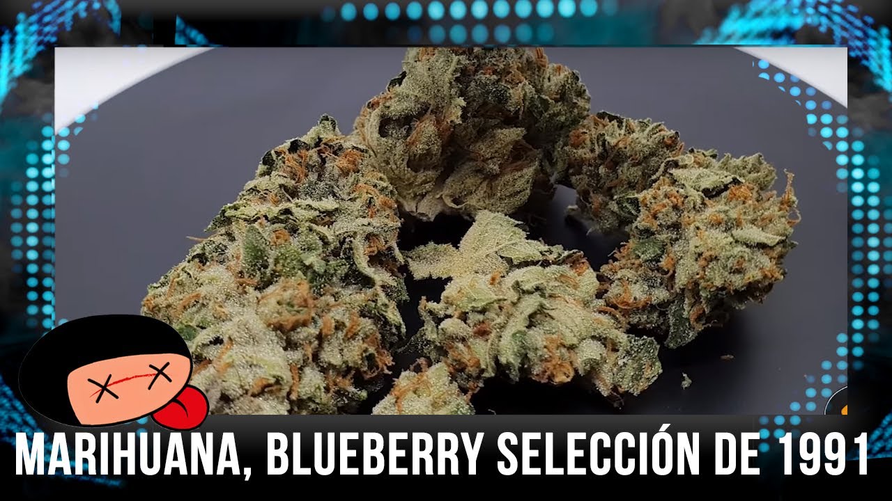 Marihuana, BLUEBERRY selecci&oacute;n de 1991