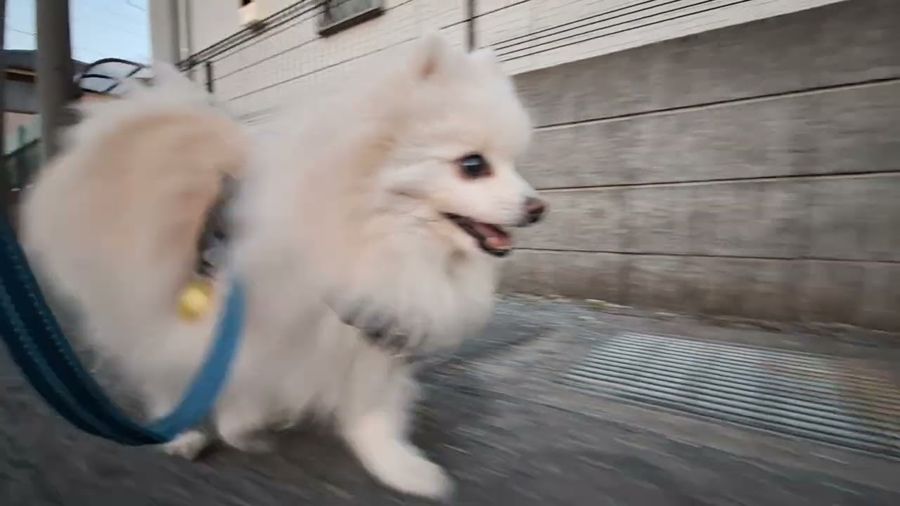 2026年3月15日日曜日　ポメラニアン？🐶　お散歩　テテ！