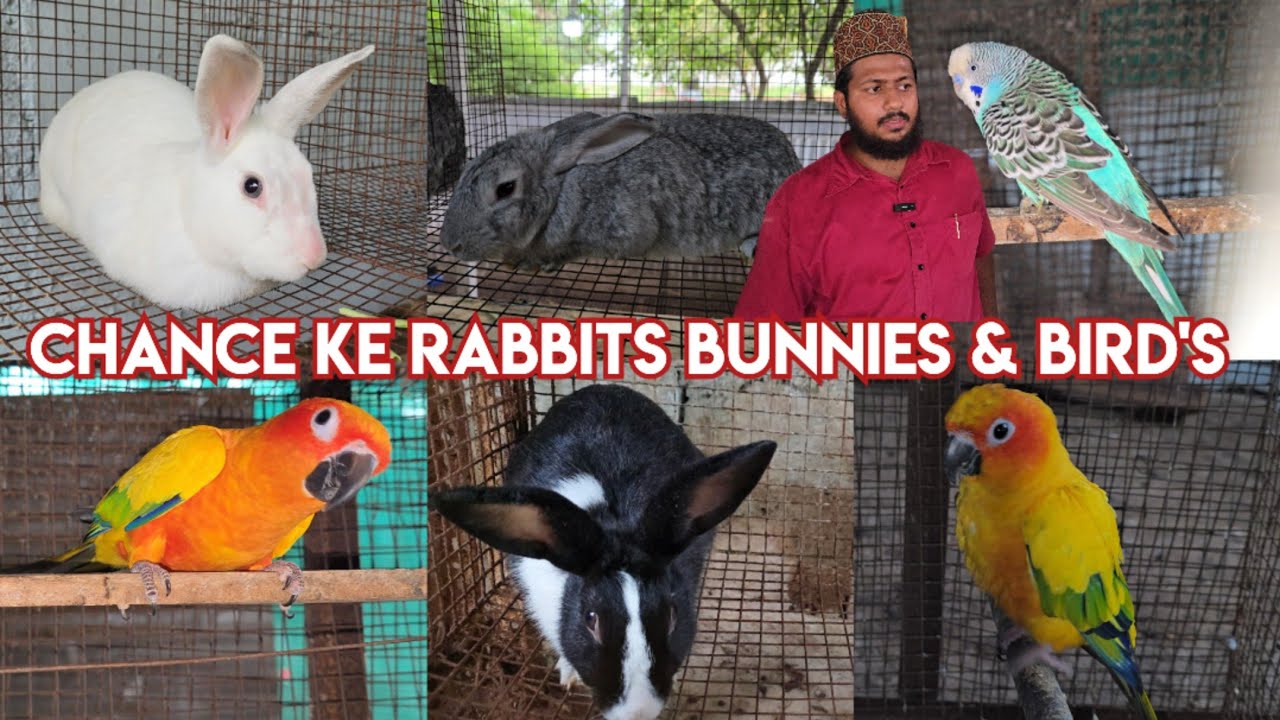 Chance ke Rabbits bunnies & bird's available in Hyderabad Jalpally | Rabbits setup | Sun conure & 🐦