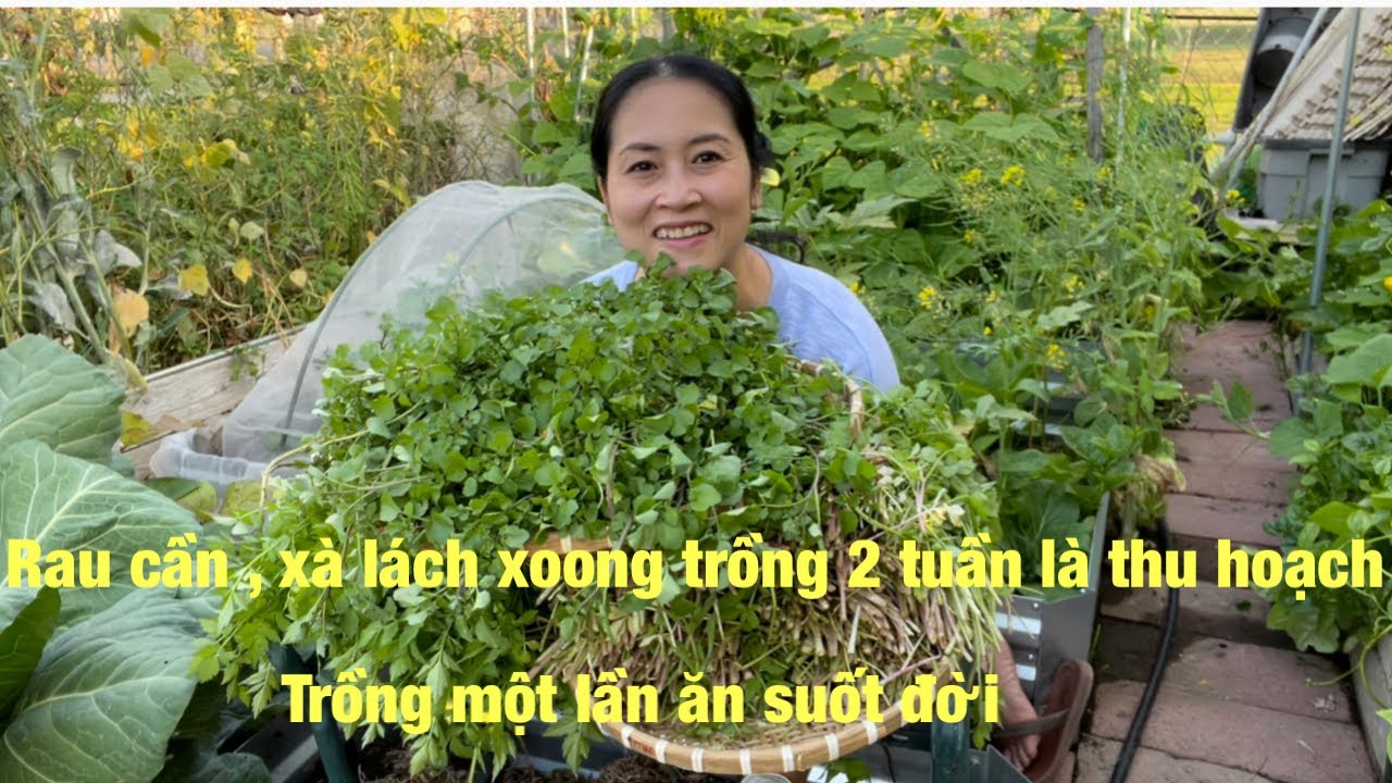 🇺🇸Cách bón phân cho rau cần nước , xà lách xoong trong chậu Ở Mỹ ( California)