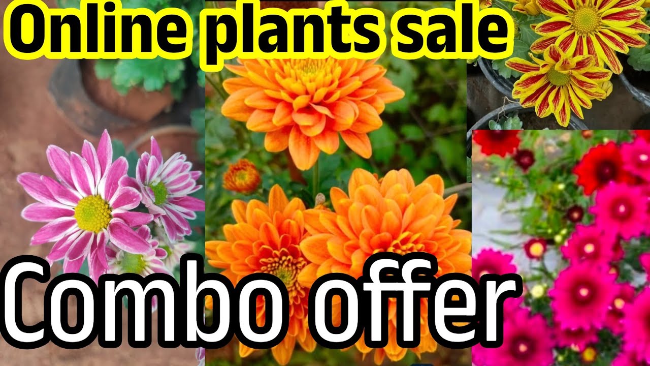 Online plants sale Combo #sale #online #plants #gardening #flowers 
