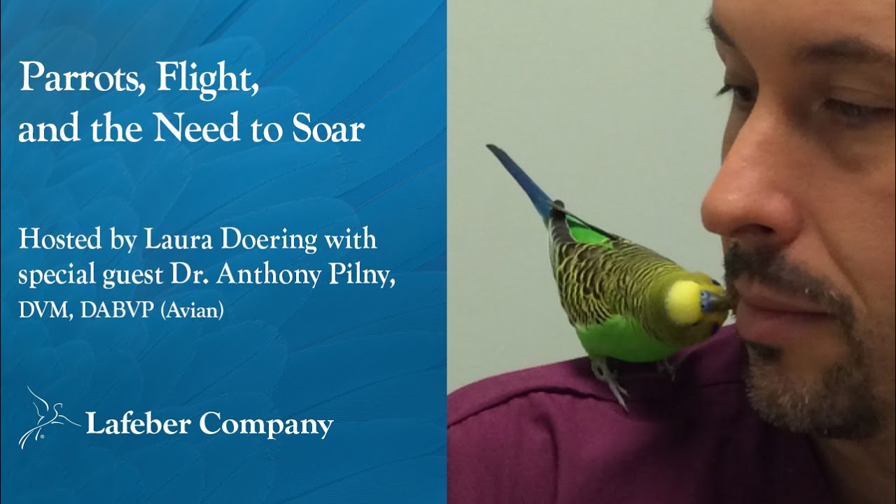 Parrots, Flight & the Need to Soar