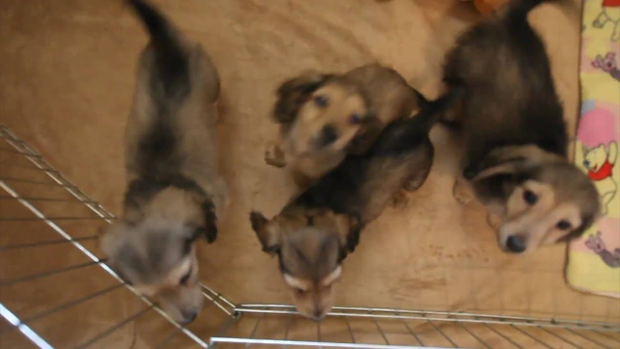 Dachshund Puppies Longhair