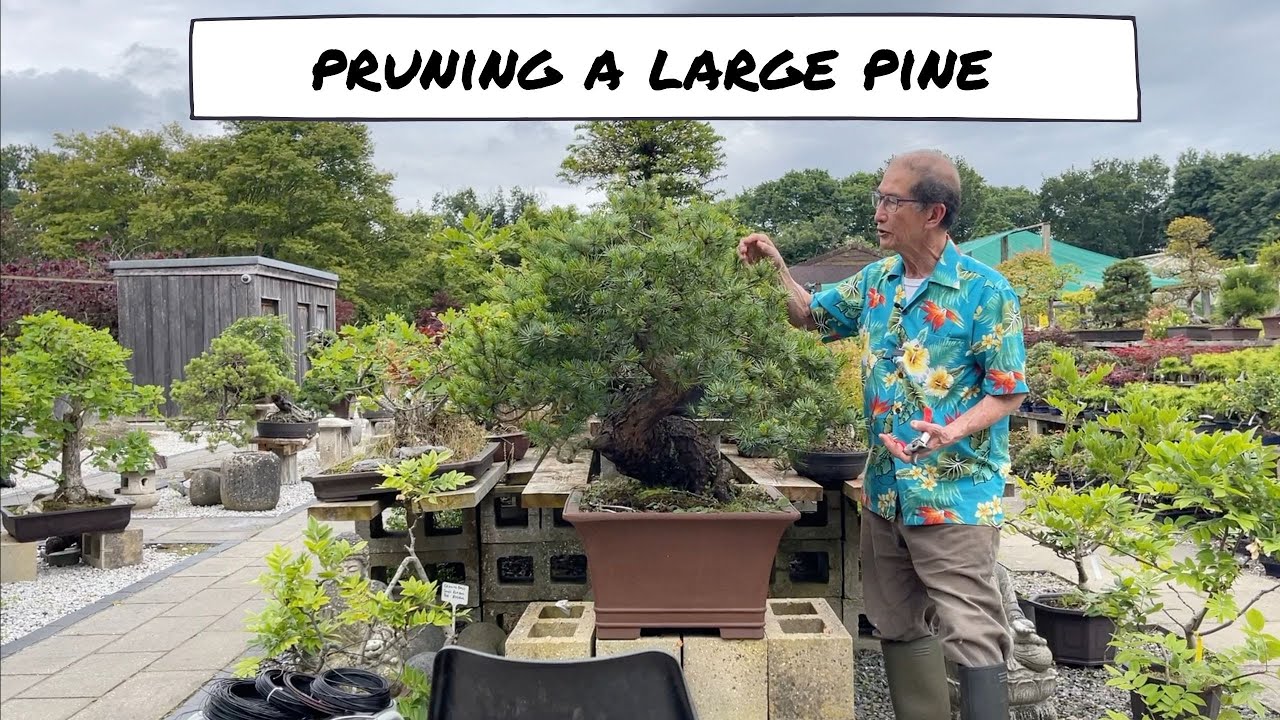 Pruning of a Large Pine
