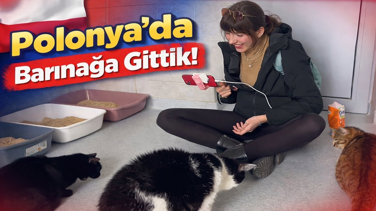 Polonya'da Barınağa Gittik!  Bu Kedilere ve Köpeklere Aşık Olduk 😍😍😍