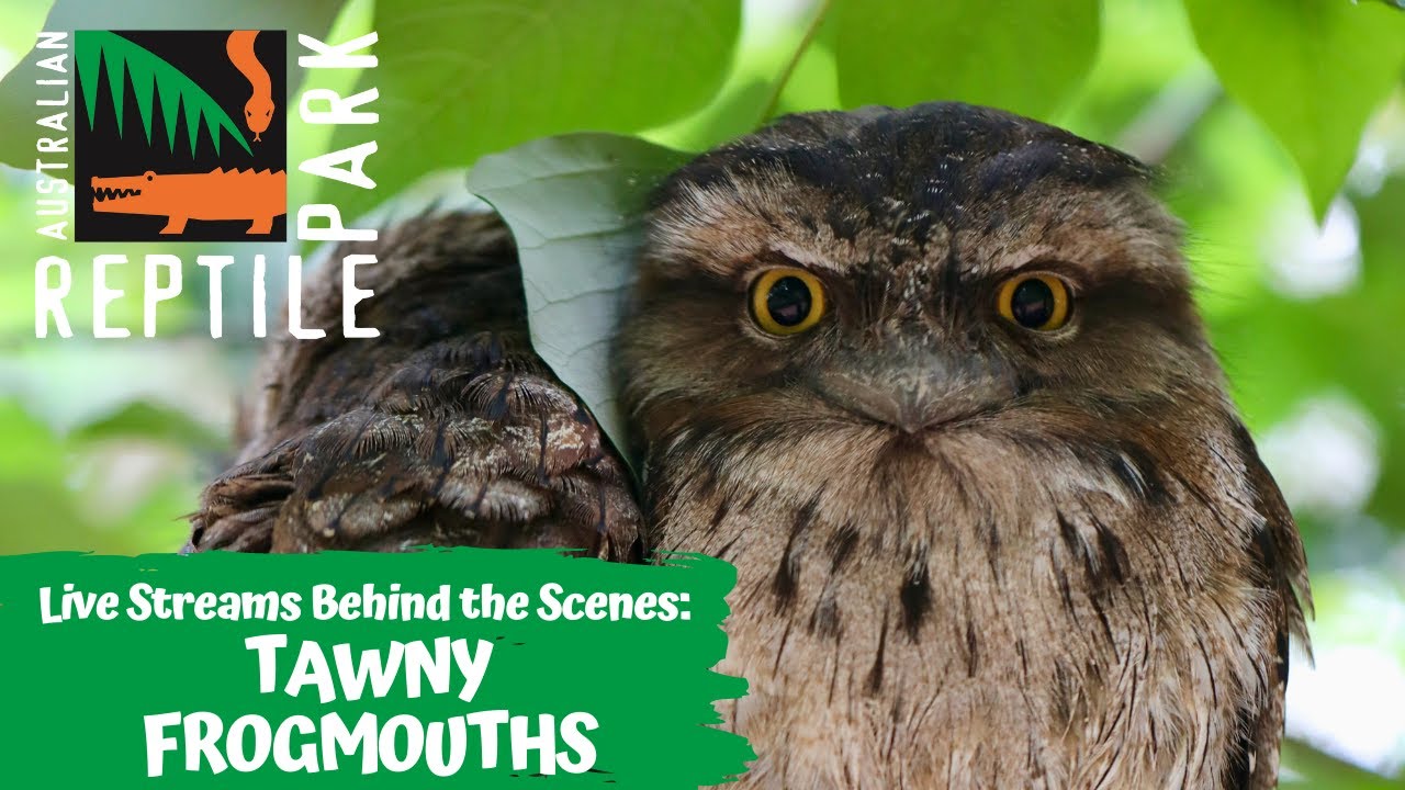 TAWNY FROUGMOUTHS (LIVE FOOTAGE) | AUSTRALIAN REPTILE PARK