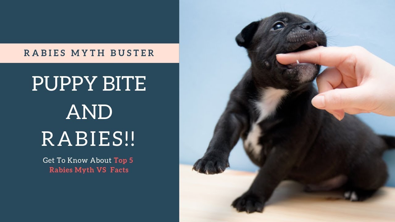 Puppy Bite Cause Rabies | Top 5 Rabies Myths & Facts - Busted (Hindi)