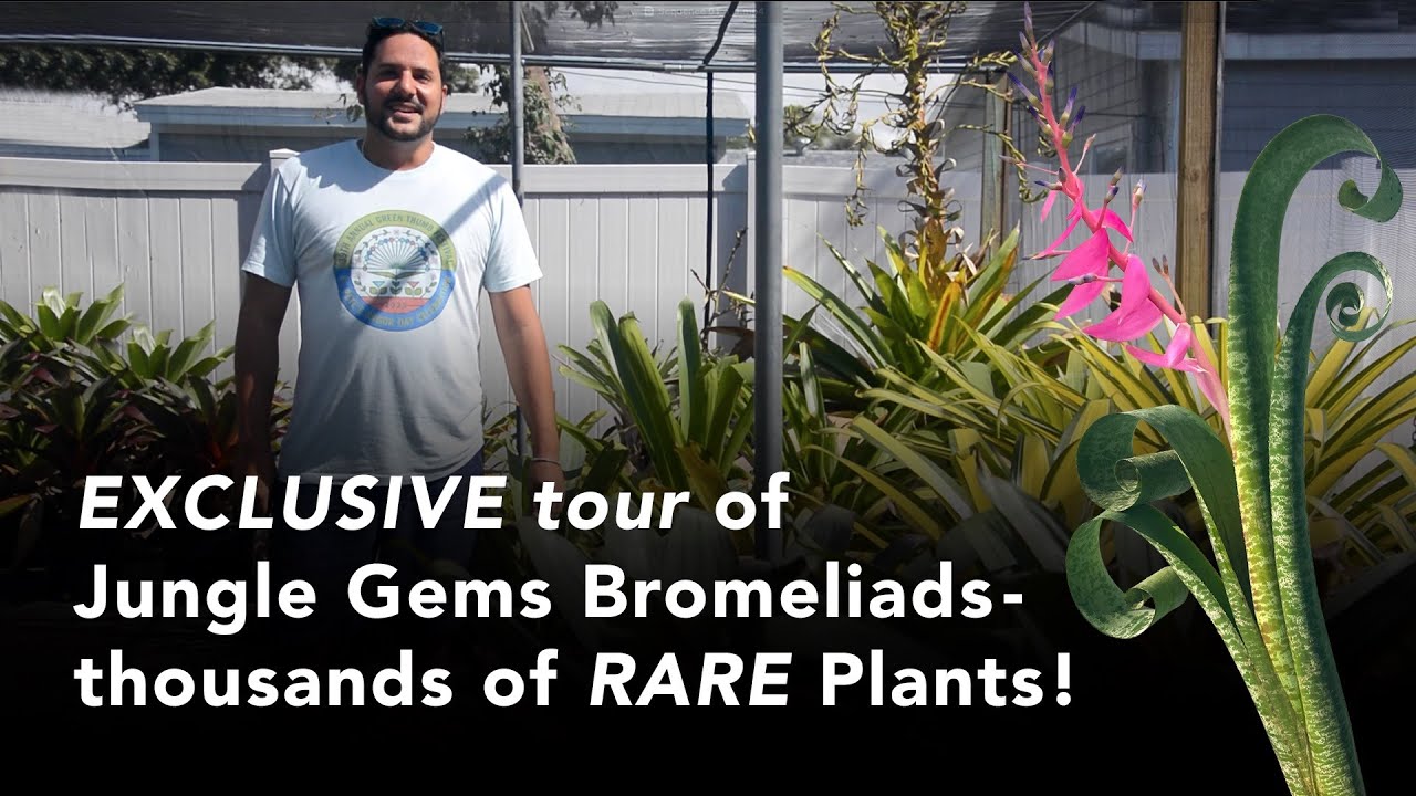 Exclusive tour of Jungle Gems Bromeliads - thousands of RARE plants!