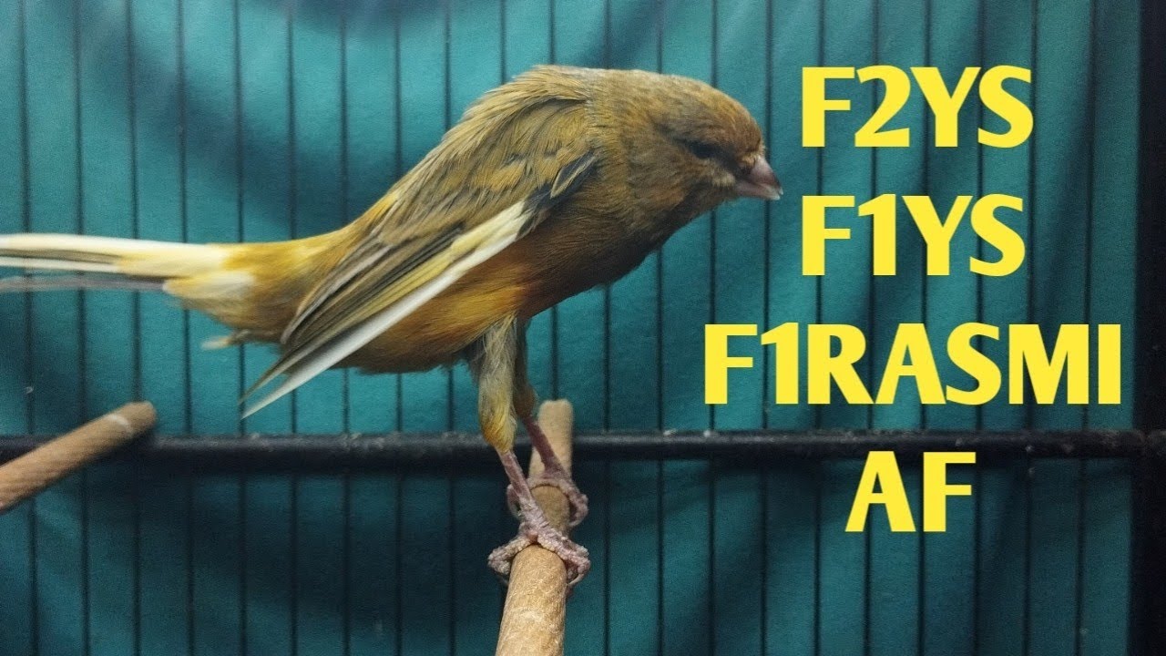 MATERI BAHAN F2YS, F1YS, F1RASMI, AF    !!!     MONGGO DI GAS BOS Q