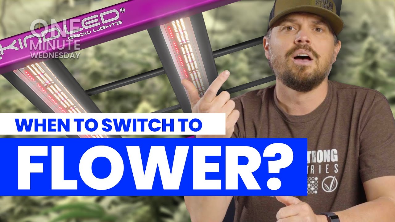 How to Know When to Switch to Flowering Stage - OMW #17