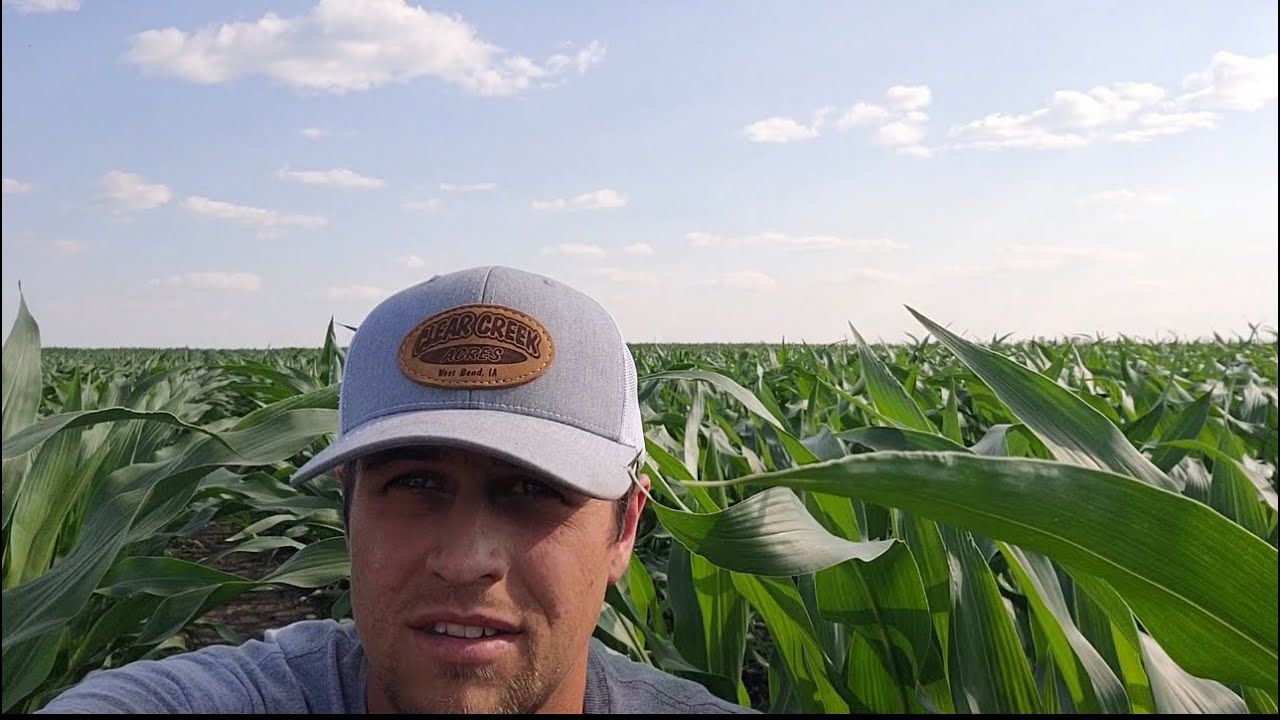 You Won’t Believe How Tall This Corn Is!