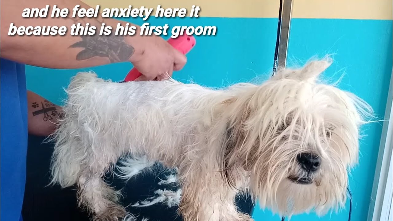 WET Dog Fur And Anxiety Dog Grooming First Groom Session