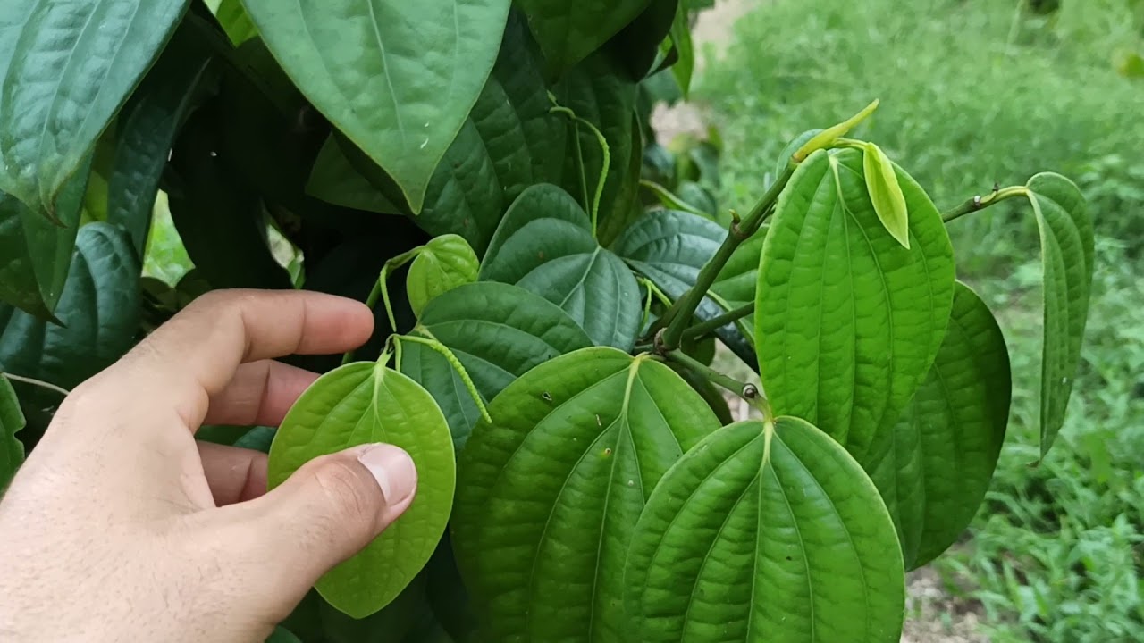 PIMENTA DO REINO NA GLIRICÍDIA ( ESTACA VIDA)