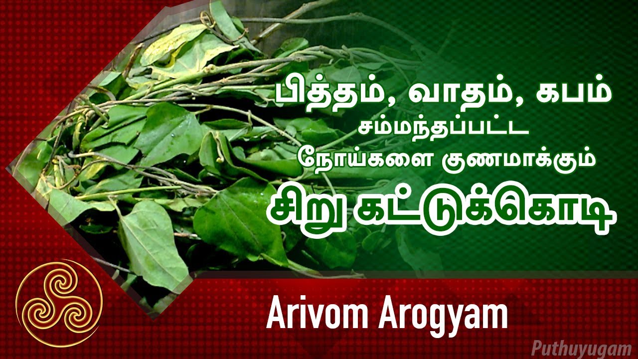 பித்தம், வாதம், கபம் சம்மந்தப்பட்ட நோய்களை குணமாக்கும் சிறு கட்டுக்கொடி | Arivom Arogyam
