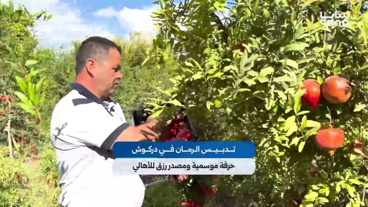 تدبيس الرمان في بلدة دركوش بريف إدلب.. حرفة موسمية ومصدر رزق للأهالي