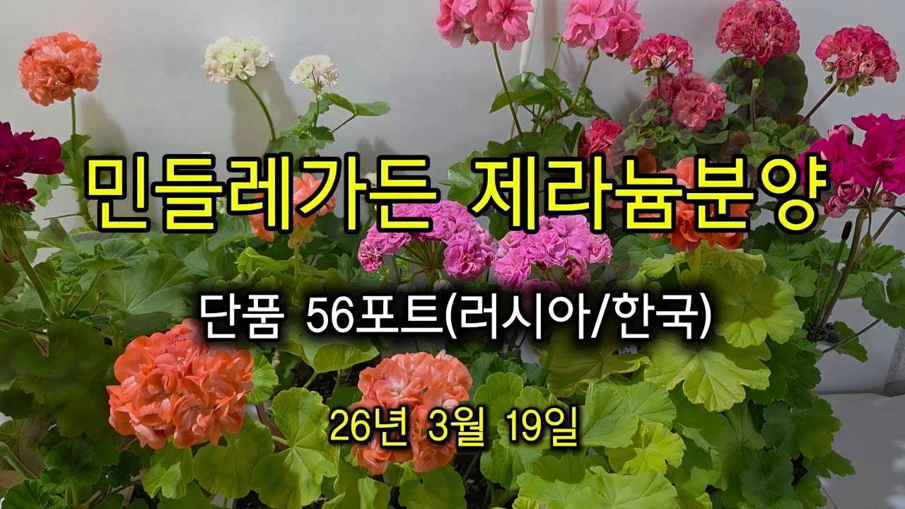 3월 19일  제라늄분양(민들레가든)
