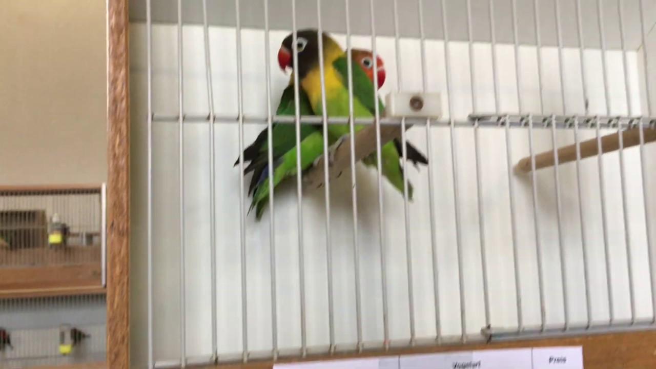 37. interakantonale Vogelbörse in Huttwil BE 26/27.1.2019