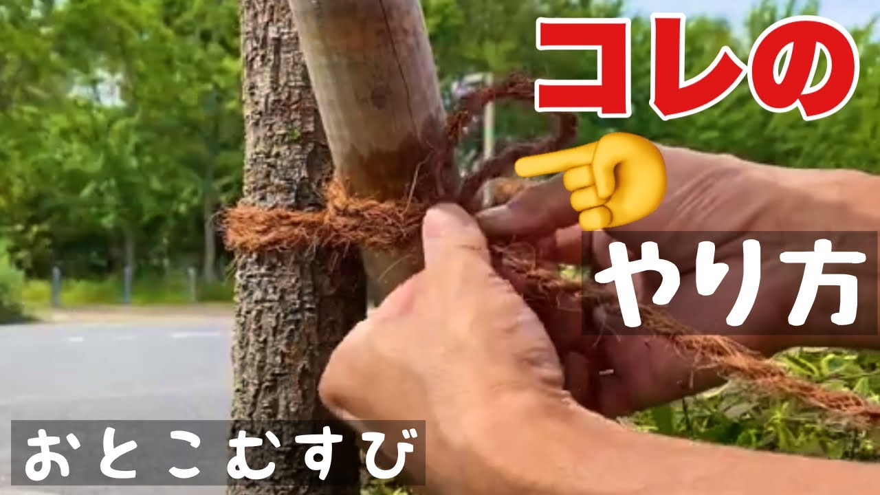 【一番簡単】男結びを初めてのかたにやり方を解説、造園、園芸、庭いじりに必ず使う結び方の王道。