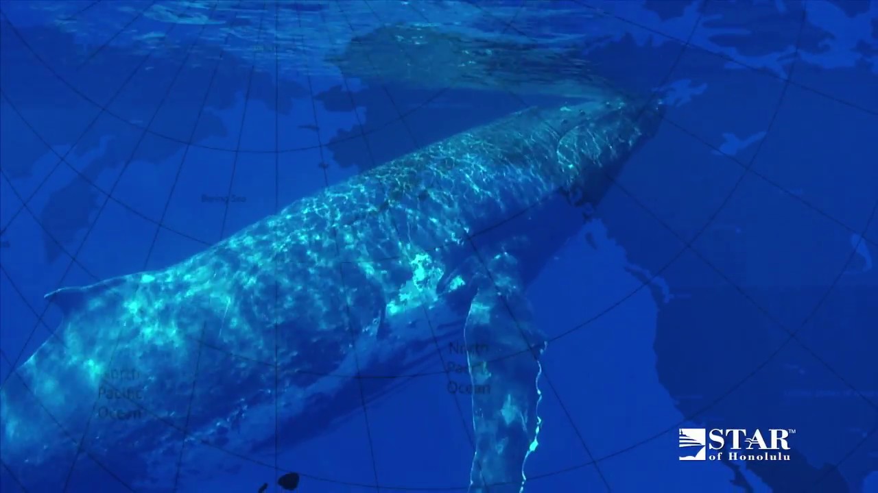 Star of Honolulu Whale Watch Cruises