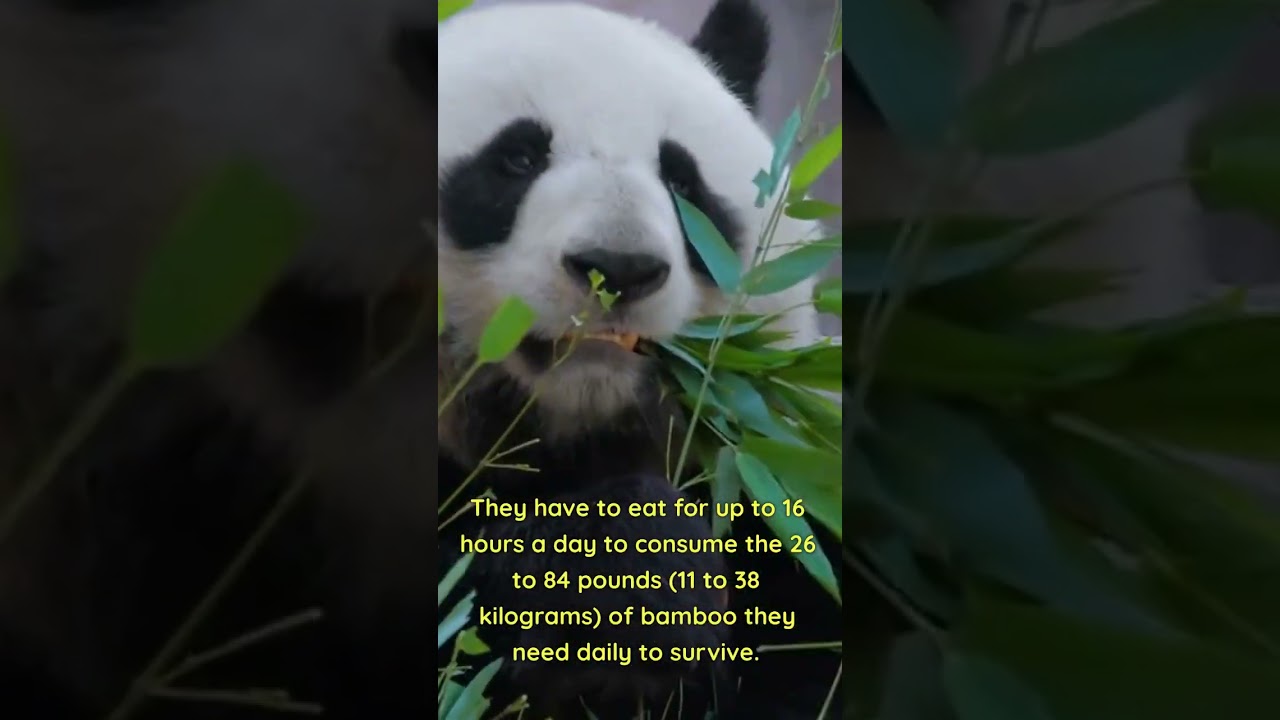 Panda - 5 most interesting facts #shorts